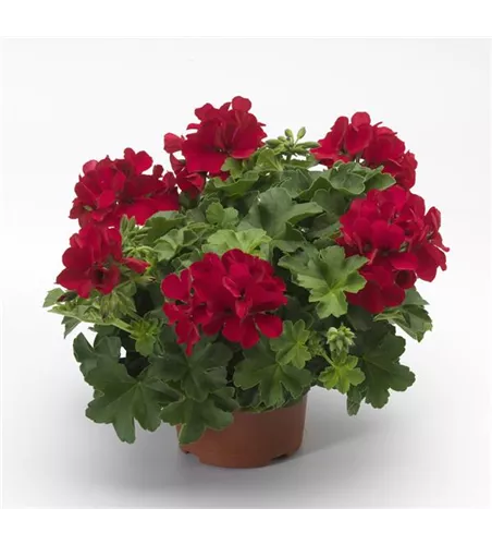 Pelargonium int. ´Calliope Landscape Deep Red´