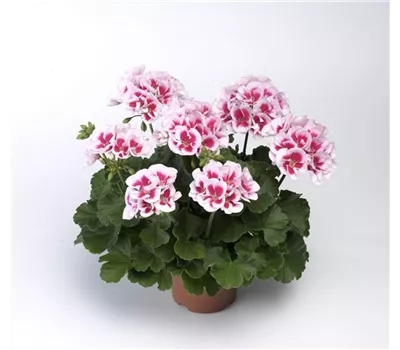 Pelargonium zonale 'Americana White Splash'