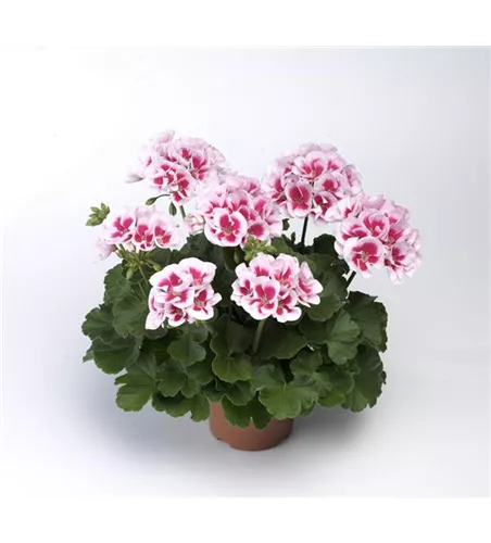 Pelargonium zonale 'Americana White Splash'