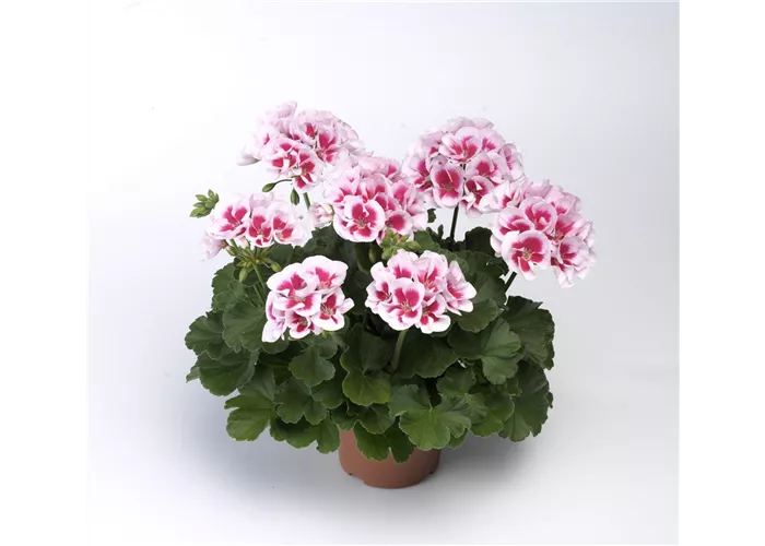 Pelargonium zonale 'Americana White Splash'