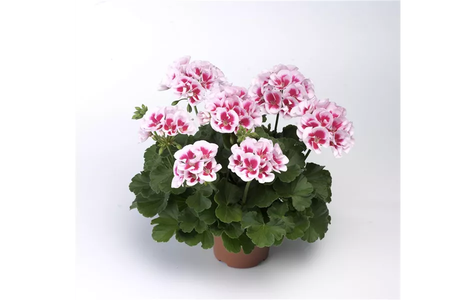Pelargonium zonale 'Americana White Splash'