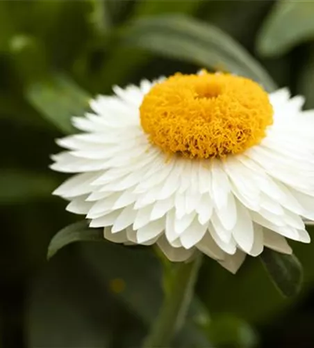 Helichrysum bracteatum 'Mohave® White´19'