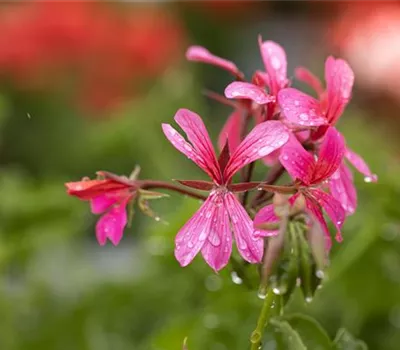 Pelargonium peltatum 'Balcon Pink'