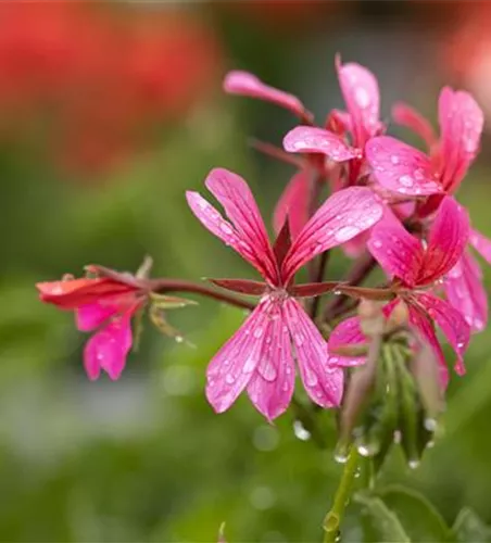 Pelargonium peltatum 'Balcon Pink'