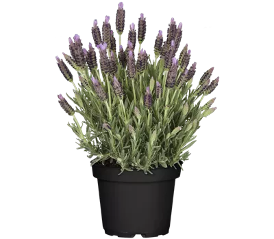 Lavandula stoechas