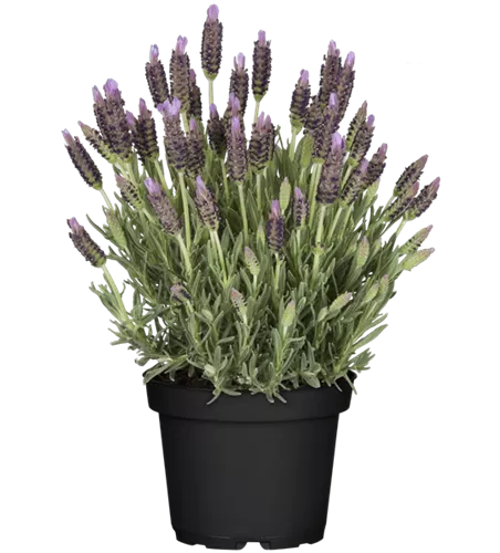 Lavandula stoechas