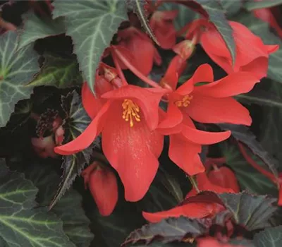 Begonia SUMMERWINGS™ 'Dark Elegance'