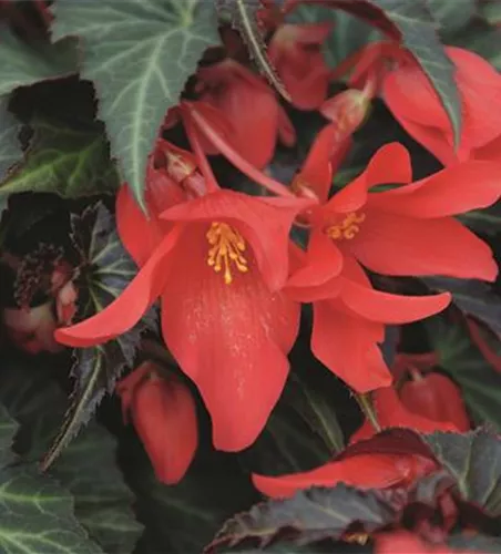 Begonia SUMMERWINGS™ 'Dark Elegance'
