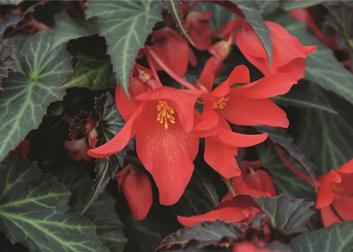 Begonia SUMMERWINGS™ 'Dark Elegance'