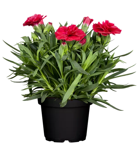 Dianthus caryophyllus 'Colores® Sangre'