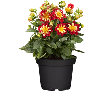 Dahlia 'Roter Schorsch'