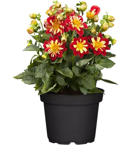 Dahlia 'Roter Schorsch'