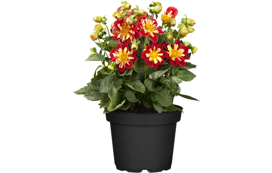 Dahlia 'Roter Schorsch'