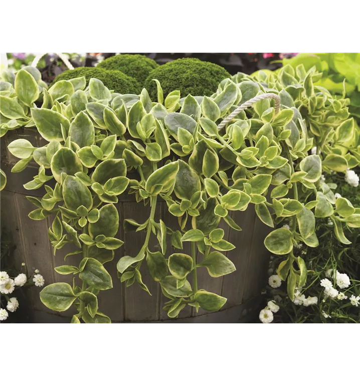 Mittagsblume 'Mezoo'