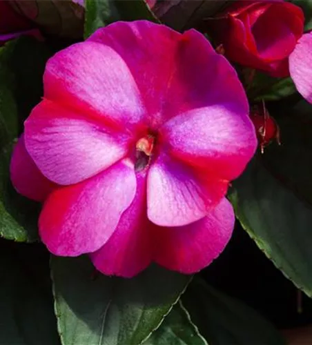 Impatiens neuguinea 'sel® ColorPower® Pink Frost'