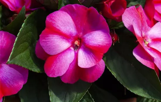 Impatiens neuguinea 'sel® ColorPower® Pink Frost'