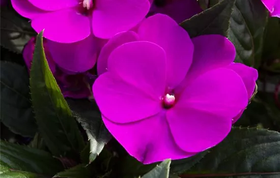 Impatiens neuguinea 'sel® ColorPower® Purple Blue'