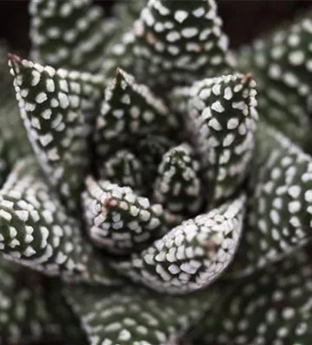 Haworthia 'Royal Albert'