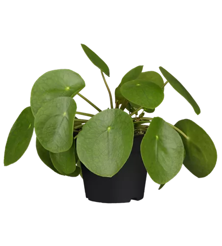 Pilea peperomioides