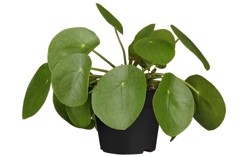 Pilea peperomioides