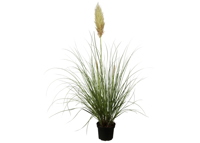 Cortaderia selloana 'Pumila'