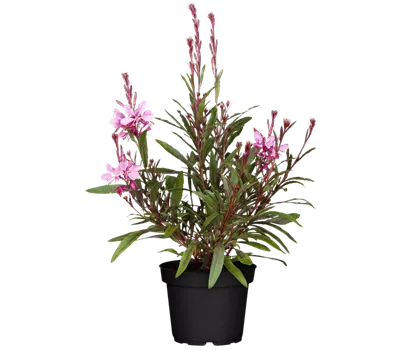 Gaura lindheimeri 'Belleza® Pink'