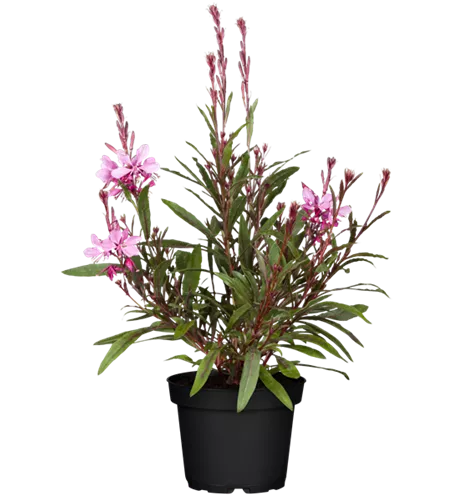 Gaura lindheimeri 'Belleza® Pink'