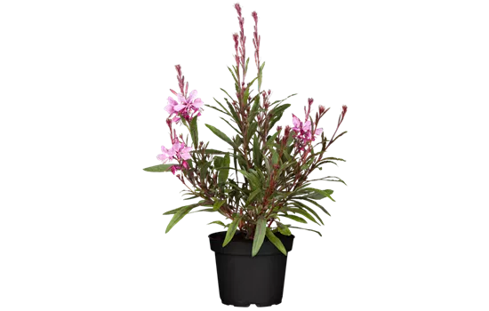 Gaura lindheimeri 'Belleza® Pink'