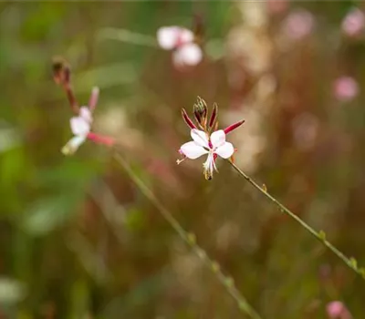 Gaura lindheimeri, weiß