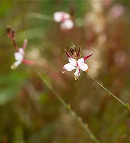 Gaura lindheimeri, weiß