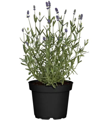 Lavandula angustifolia, blau