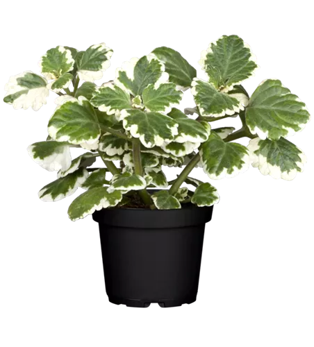 Plectranthus coleoides 'Variegata'