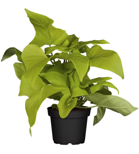 Ipomoea batatas 'Lime 06'®