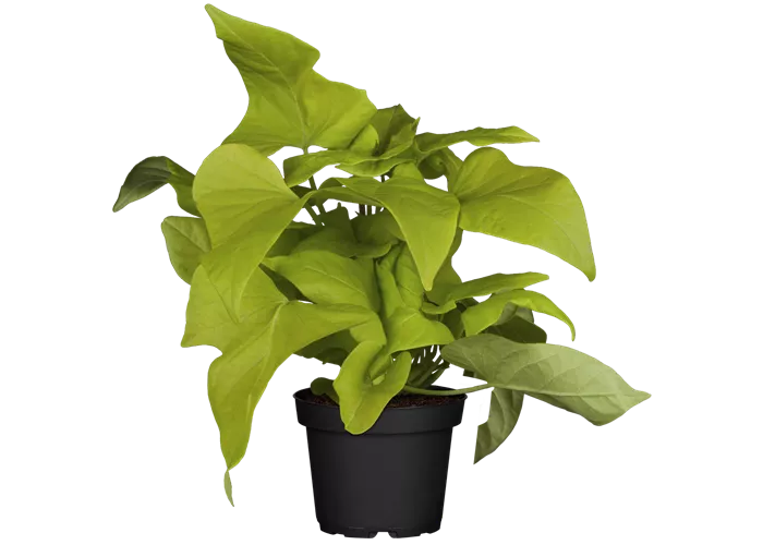 Ipomoea batatas 'Lime 06'®