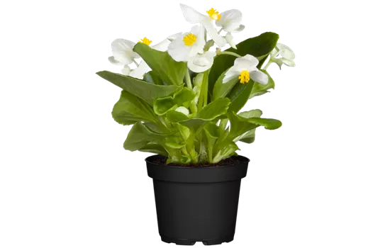 Begonia semperflorens, weiß