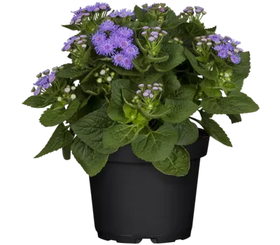 Ageratum houstonianum, blau