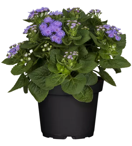 Ageratum houstonianum, blau
