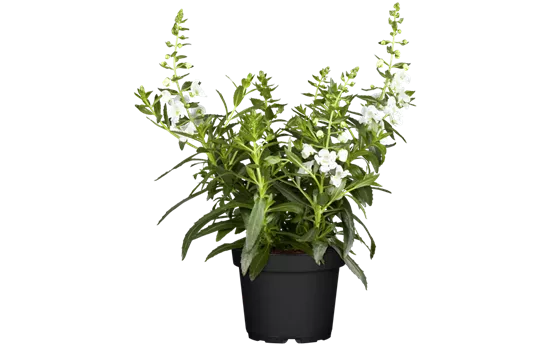 Angelonia, weiß