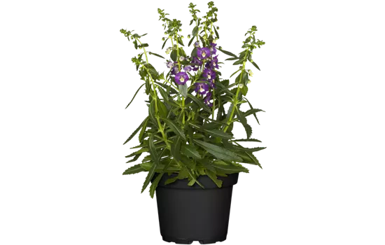 Angelonia, blau