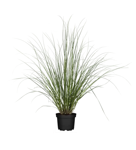 Cortaderia selloana 'Rosea'