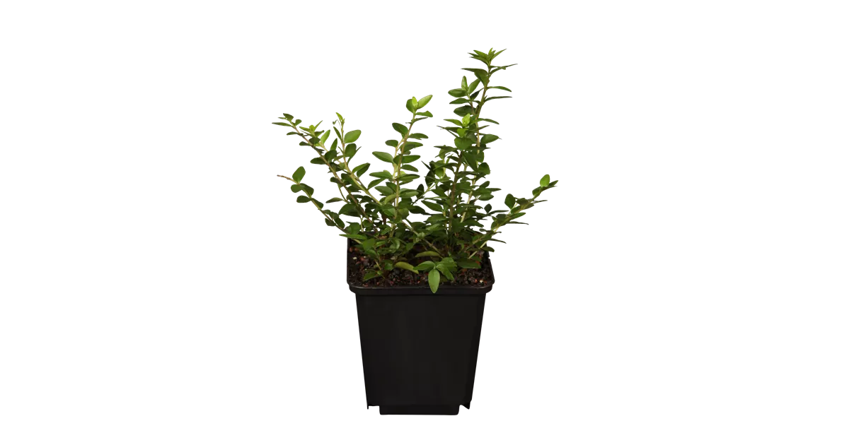 Lonicera nitida 'Maigrn', Heckenmyrte 'Maigrn', Pflanzen Online und vor  Ort kaufen - 1A Garten Ammer
