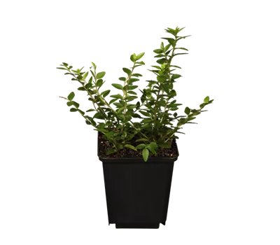 Lonicera nitida 'Maigrün'
