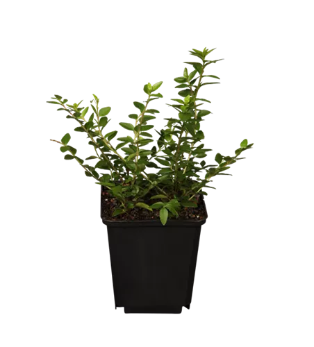Lonicera nitida 'Maigrün'