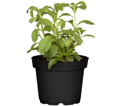 Stevia rebaudiana