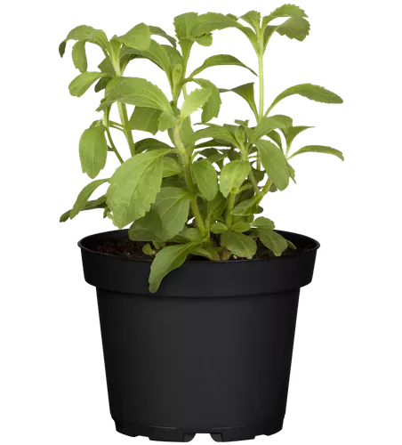 Stevia rebaudiana