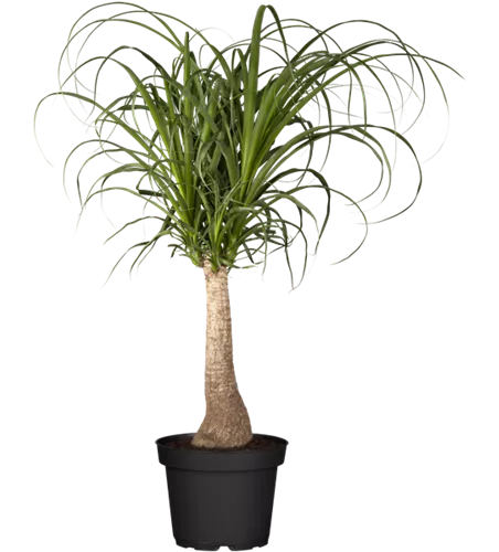 Beaucarnea recurvata