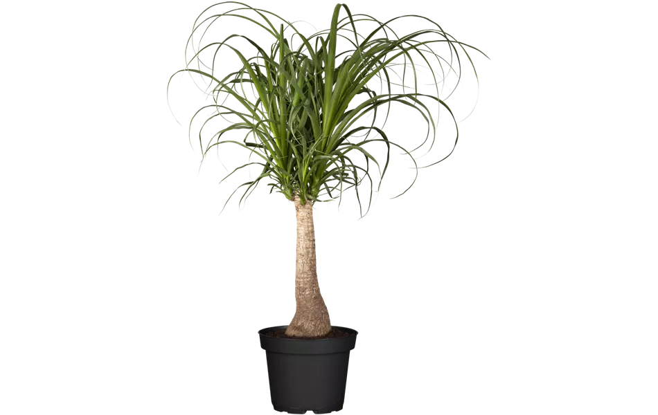 Beaucarnea recurvata