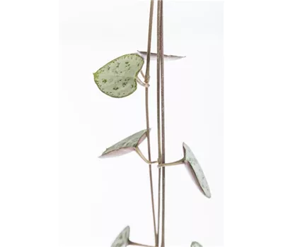 Ceropegia