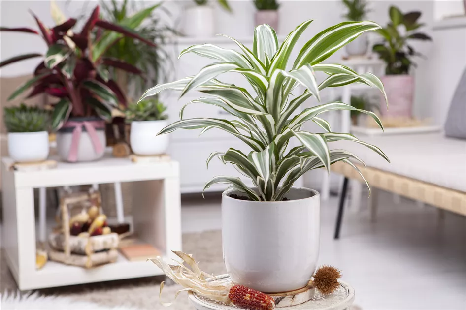 dracaena yellow coast pflege Dracaena Golden Coast – Plant Studio LLC main image 0