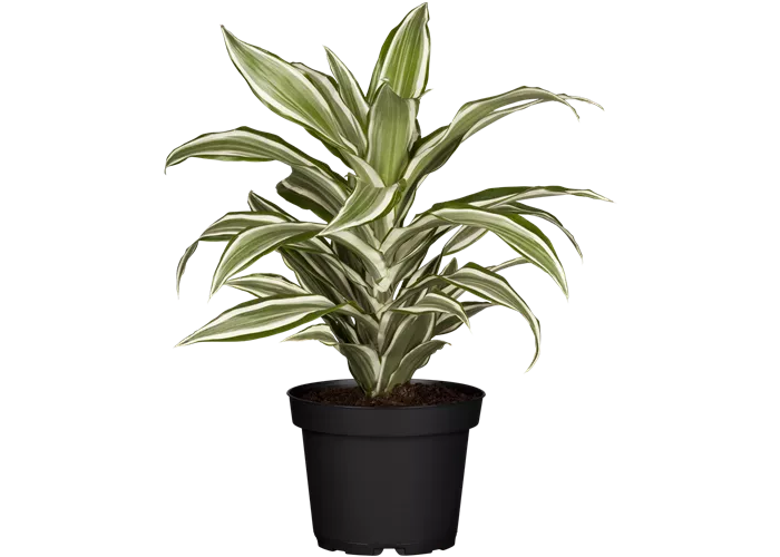 Dracaena fragrans 'White Jewel'